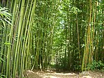 竹林
