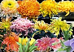 鲜花 004