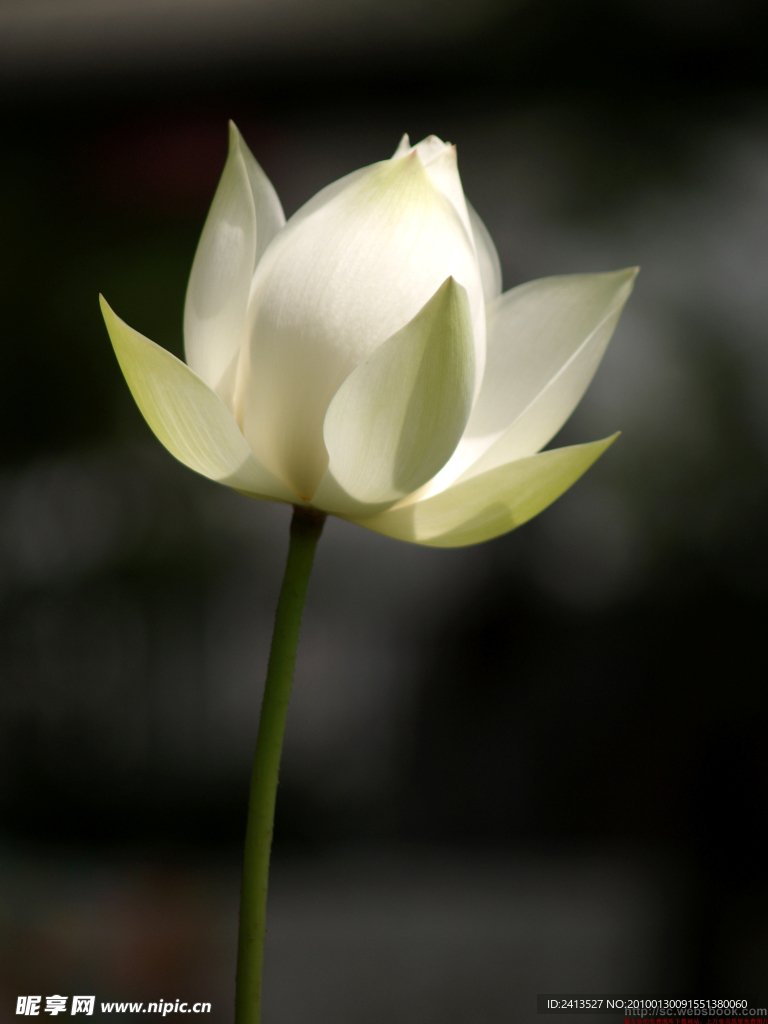 青涩
