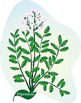 矢量图库 植物
