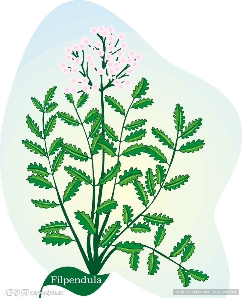 矢量图库 植物