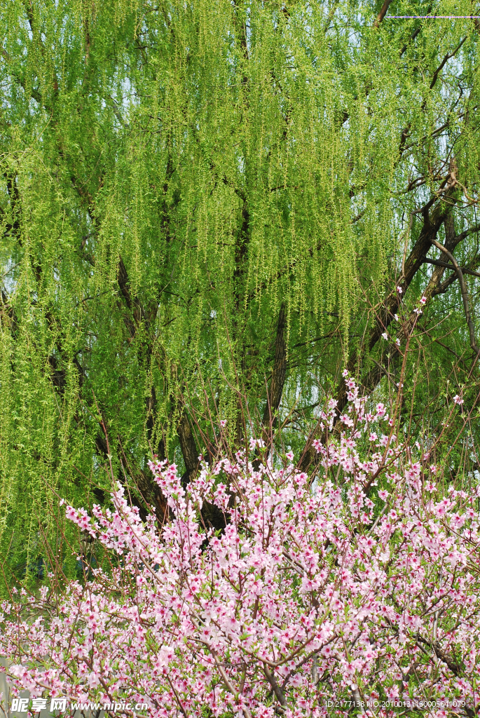 桃花垂柳
