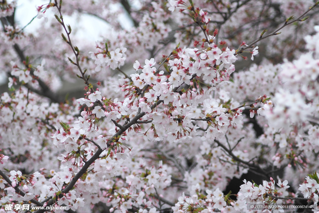 樱花