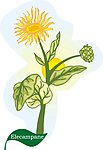 矢量菊花