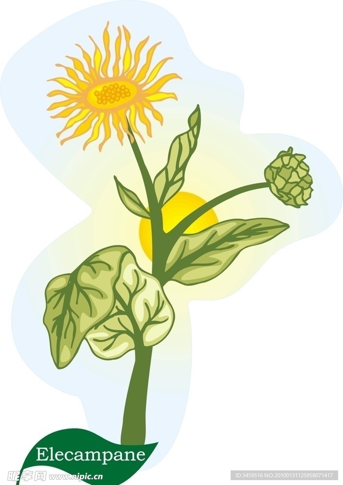 矢量菊花