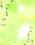 梦幻白玫瑰