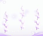 玉兰