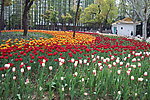 花卉