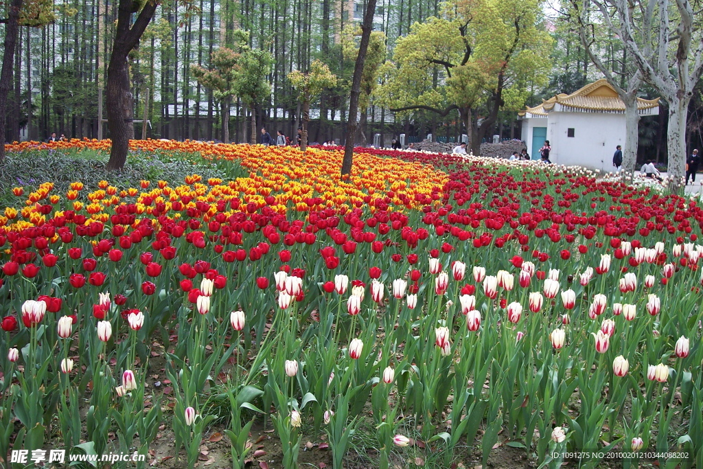 花卉