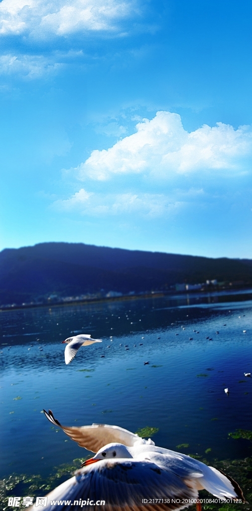 海鸥