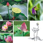 精美矢量莲花