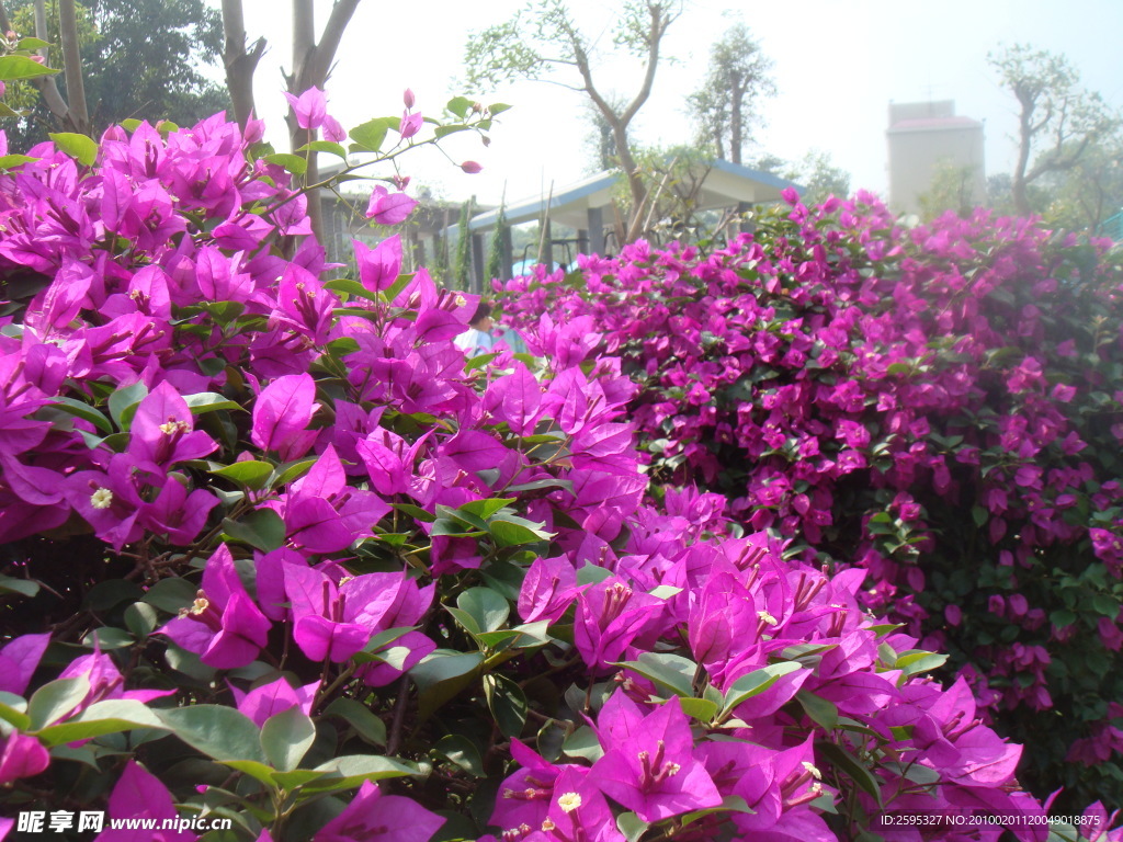 杜鹃花 紫红花