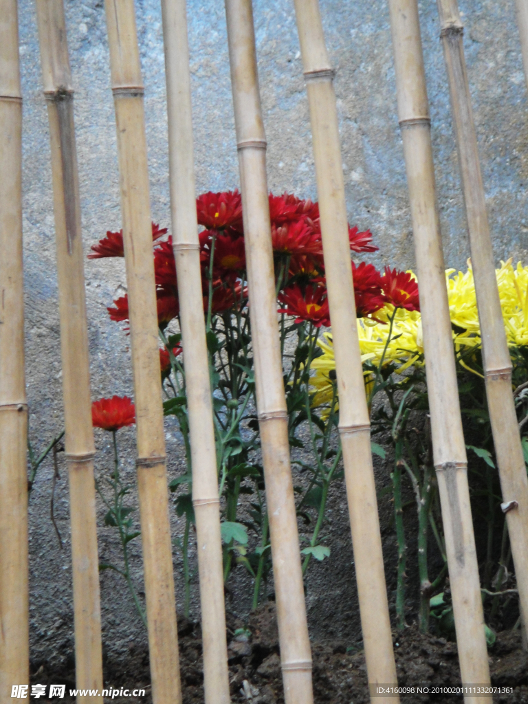 菊花