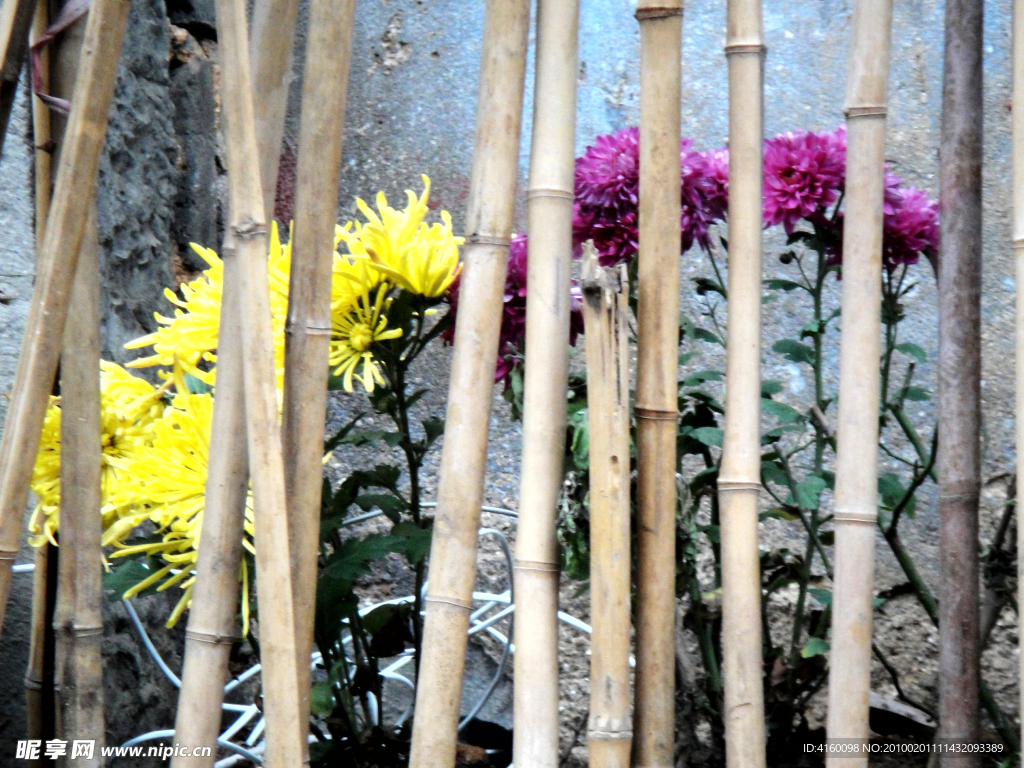 菊花