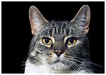 灰猫