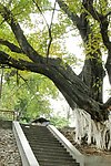 老榕树