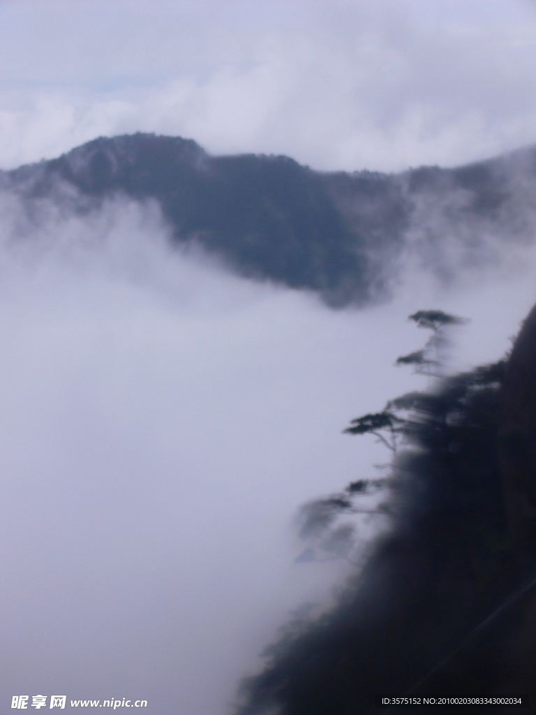 黄山雾松