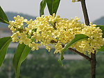 桂花