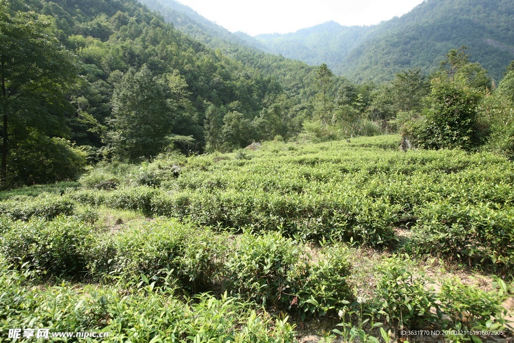 高山红茶