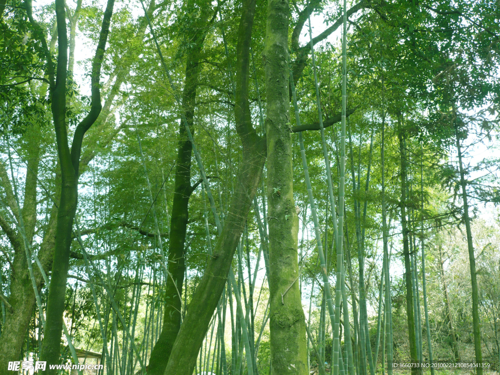 竹林