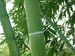 竹林