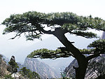 迎客松