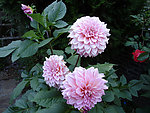繁花