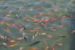 鲤鱼池