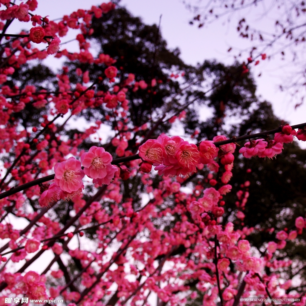 梅花