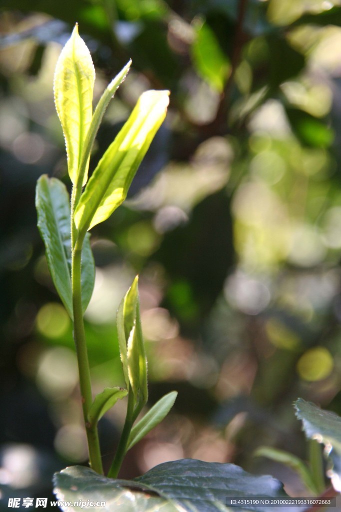普洱无量山茶芽