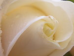 玫瑰花特写7