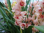 大叶兰花