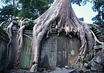 古代建筑 百年古树 神话故事 历史遗迹 树根特写