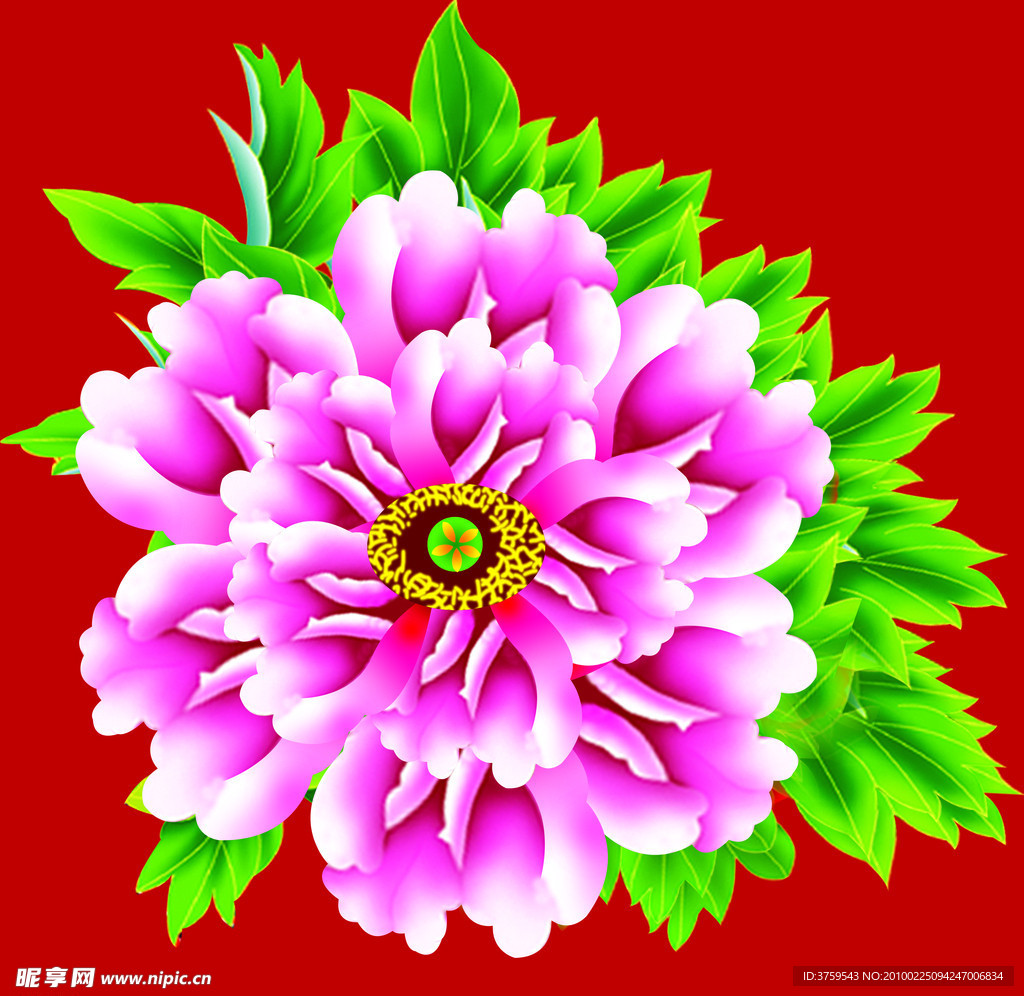 牡丹