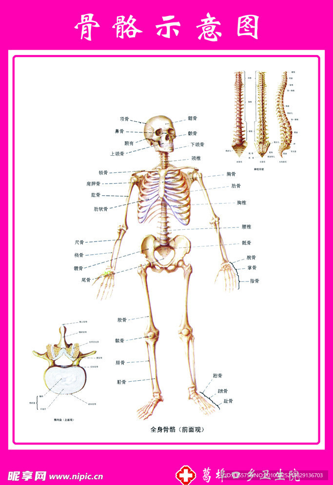 骨骼示意图解