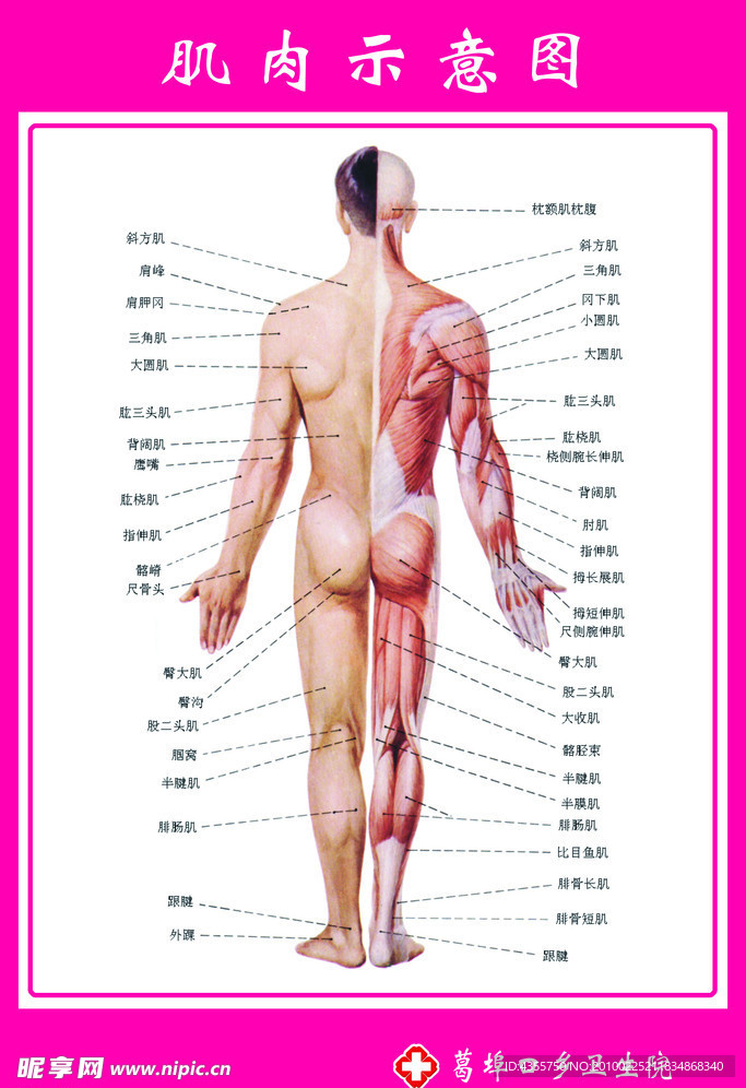 肌肉示意图解