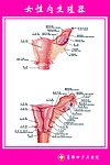 女性内生殖器示意图
