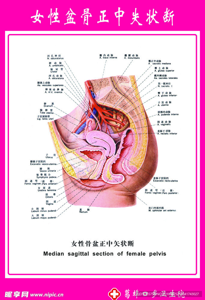 女性盆骨示意图