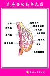 乳房示意图