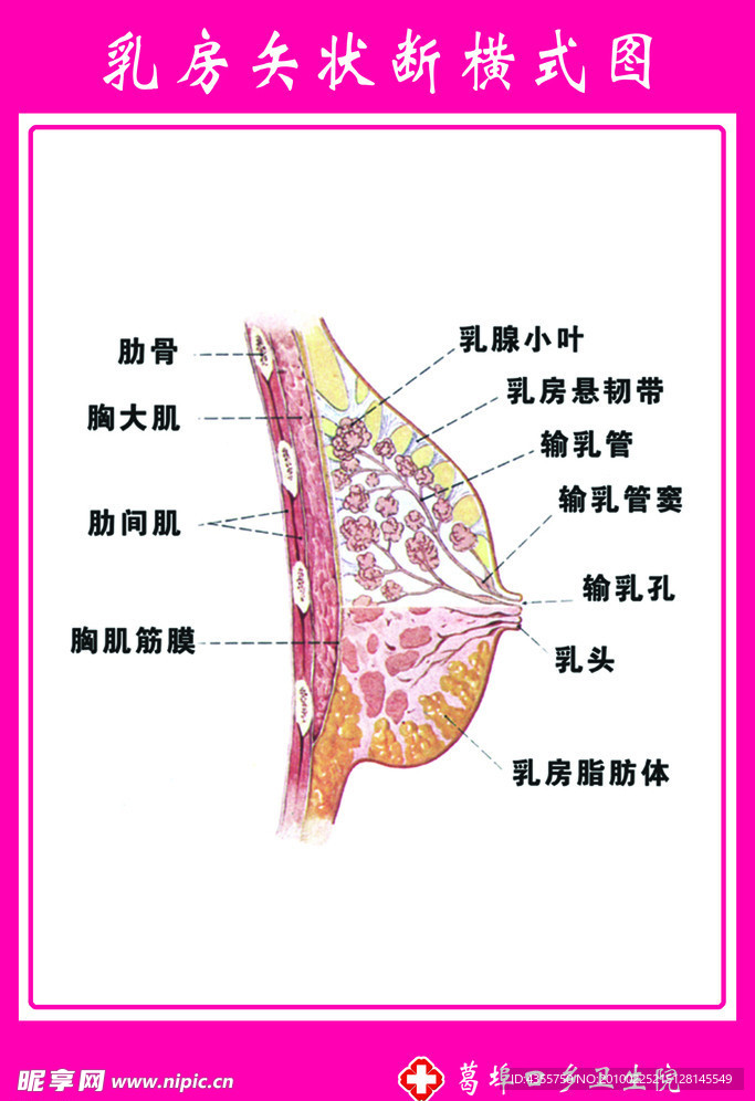 乳房示意图