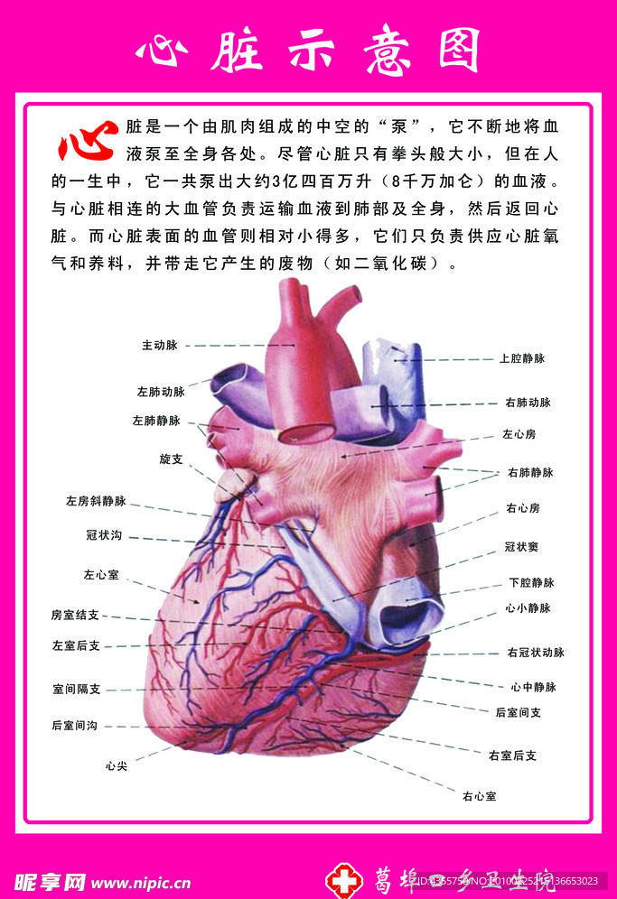 心脏示意图解