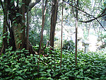 绿化 植物 榕树