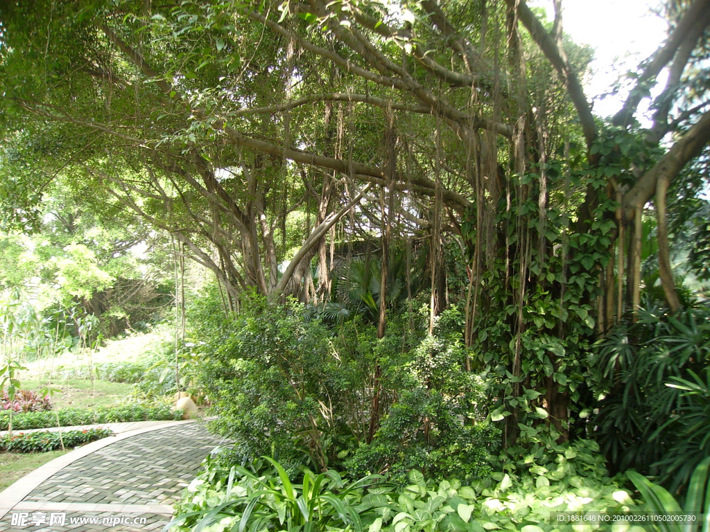 园林 绿化 植物