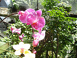 园林 绿化 兰花