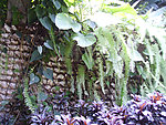 园林 绿化 植物 墙 石墙
