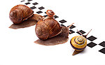 蜗牛比赛高清图片