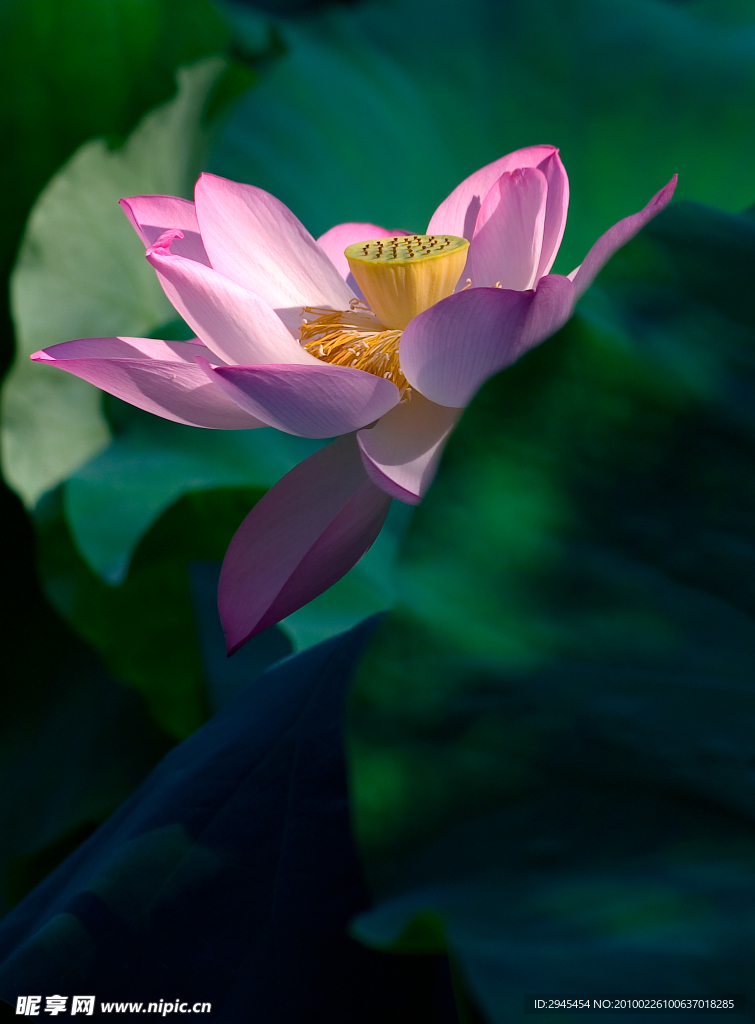 荷花