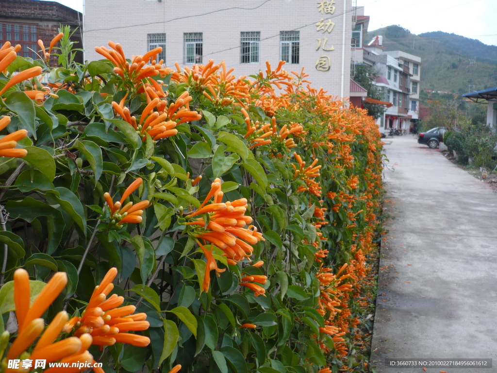 墙花