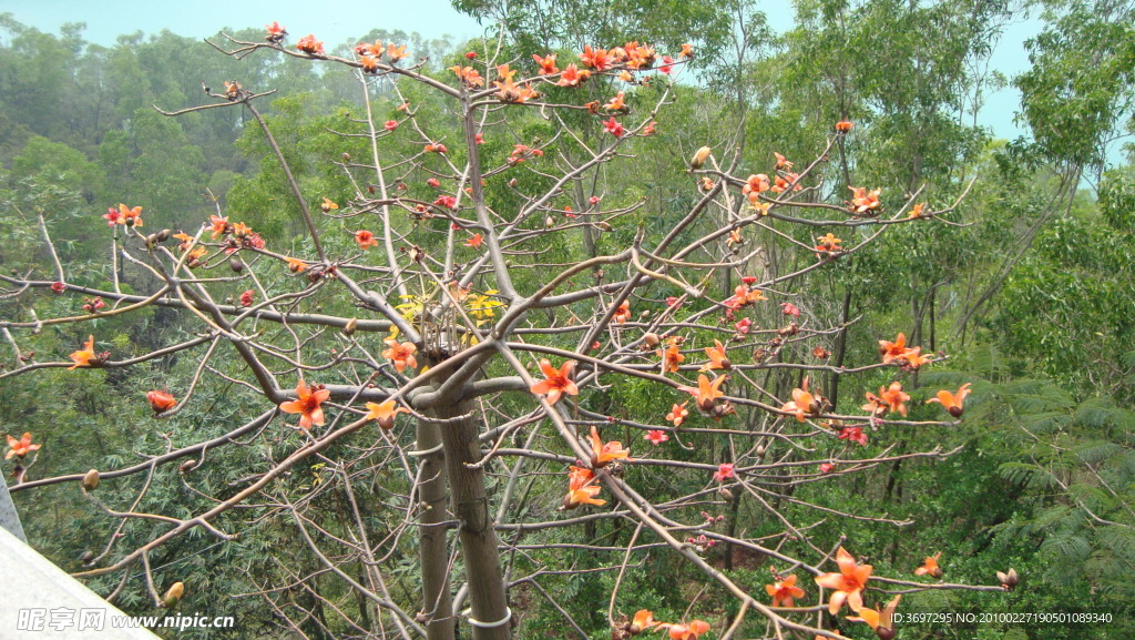 花树