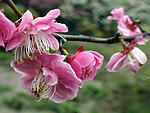 梅花